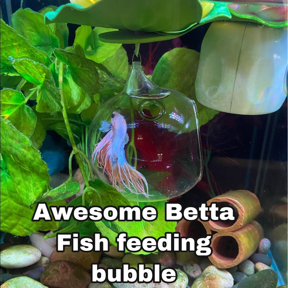 🔥Betta fish feeding house. No more messy tanks. - Picture 3 of 17